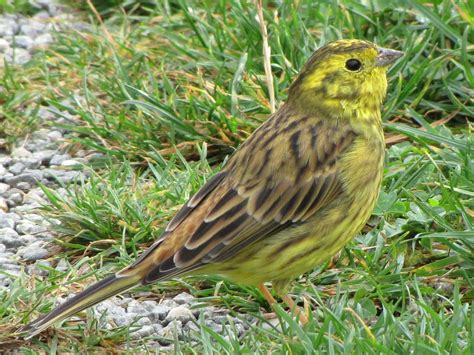  Emberiza Citrinella: Un piccolo uccello dal piumaggio giallo brillante che canta melodie celestiali per attirare la propria compagna!