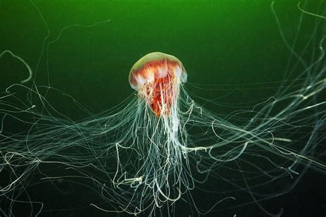  Lions Mane Jellyfish:  An Enigmatic Underwater Marvel that Possesses Bioluminescent Capabilities and a Tentacle Abundance That Could Rival Any Mythical Hydra