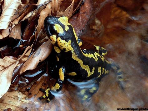  Salamandra Nosferatu: Un Anfibio Semiaquatico Con un Appetito Insaziabile per Insetti!