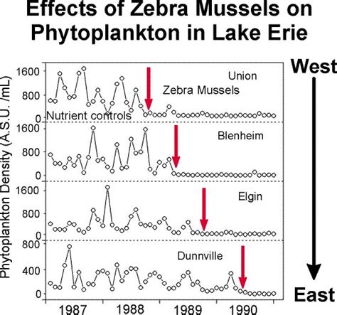  Zebra Mussel: A Tiny Invader With Stripes That Packs a Powerful Punch!