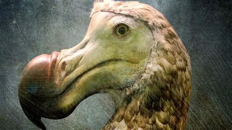  Dodo! Un uccello terrestre incapaci di volare che aveva perso il suo istinto migratorio