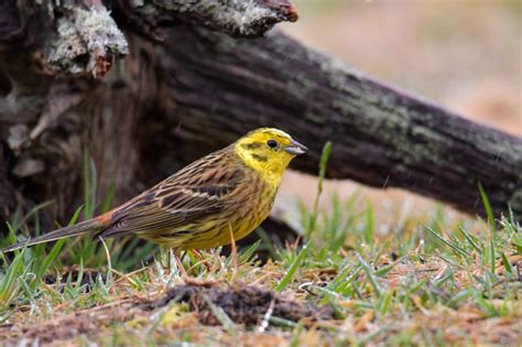  Emberiza Citrinella: Un piccolo uccello dal piumaggio giallo brillante che canta melodie celestiali per attirare la propria compagna!