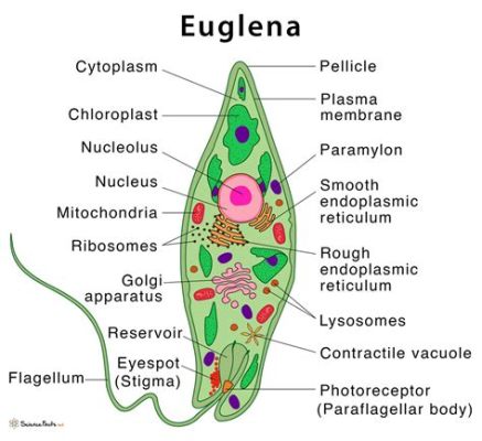  Euglena: Uno Straordinario Unicellulare Che Combina la Fotosintesi con la Nutrizione Fagocitaria!