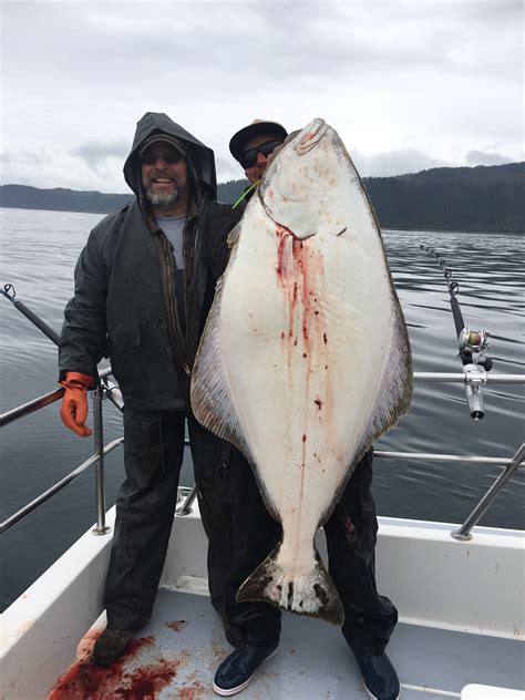 Halibut! Una creatura marina dal gusto delicato e dalle abitudini sorprendenti