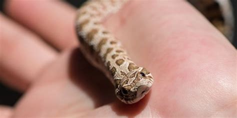 Hognose Snake:  A Master of Deception With Fangs That Seemingly Strike Lightning!