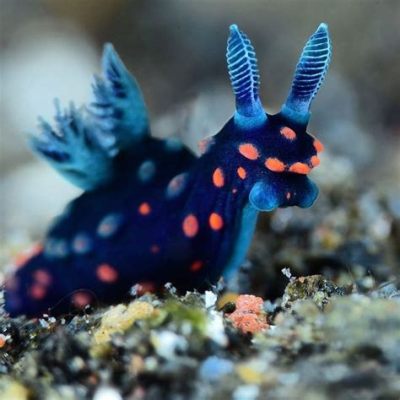   Nudibranch! Una creatura marina incredibilmente colorata che sfoggia i tentacoli di un artista e l'ingegno di un mago.