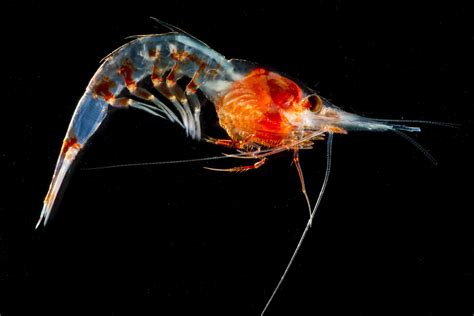  Omastrephase! Un crostaceo misterioso che vive di notte e possiede occhi che brillano nel buio