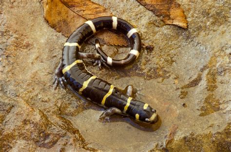  Salamandra Nosferatu: Un Anfibio Semiaquatico Con un Appetito Insaziabile per Insetti!