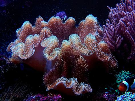 Sarcophyton! A Soft Coral That Embraces Tranquility While Exhibiting Dramatic Flourishes