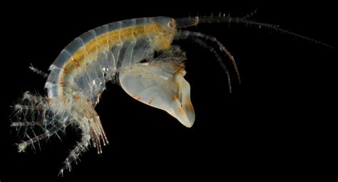  Violin Crab! This Exquisite Crustacean Holds a Tiny Symphony within Its Claws