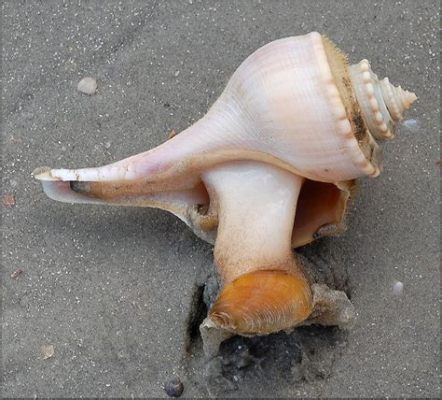  Whelk: Un Mollusco dalle Conchiglie Spirali che Vive nei Profondi Abissi del Mare!