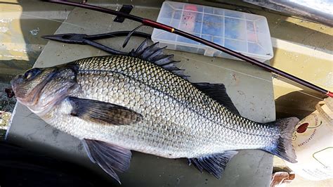  White Perch: Un pesce dal carattere incredibile che si muove con una maestria da far invidia ai ballerini di danza moderna!