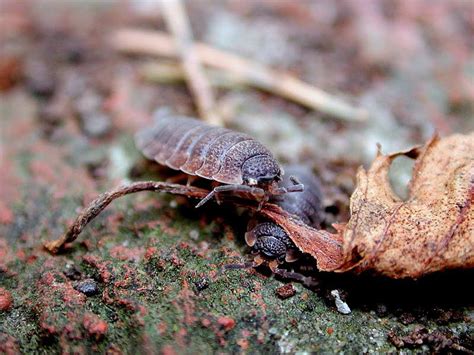  Woodlouse! Una creatura affascinante che trascorre la sua vita tra le foglie e i detriti