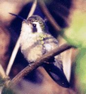 Xantus's Hummingbird: A Tiny Marvel Combining Avian Agility with Vibrant Plumage!