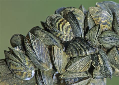  Zebra Mussel: A Tiny Invader With Stripes That Packs a Powerful Punch!