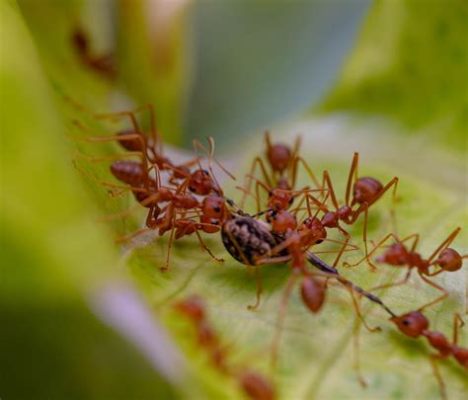  Api: Un piccolo insetto che costruisce città incredibili con la cera di un solo fiore!