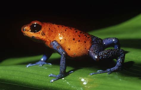  Dendrobates! Piccoli Anfibi Tossici con Colori Vivaci e un Canto Suggerente