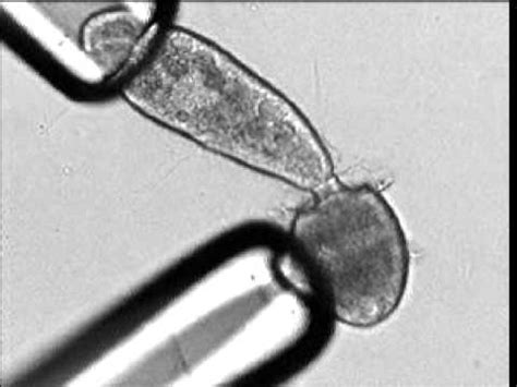  Didinium: Un Microrganismo Vortice che Cattura e Inghiotte le sue Vittime con un Metodo Incredibilmente Ingenioso!