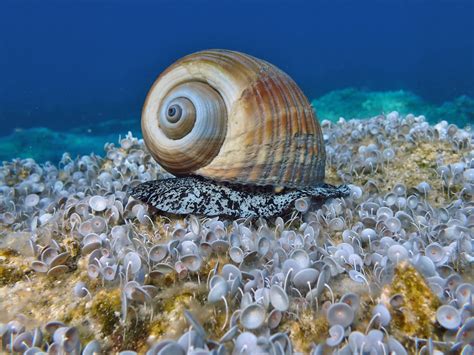  Falomera! Una lumaca di mare dalle curiosità marine e la capacità incredibile di mimetizzarsi con il suo ambiente