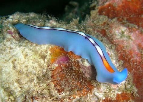 Flatworms!  Creatures of Tiny Segments Possessing Remarkable Defensive Capabilities