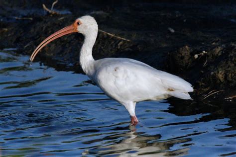   L'Ibis! Un Uccello Maestoso Con Ali Bianche Come Neve e Un Becco Curvo Per Scavare nel Fango.