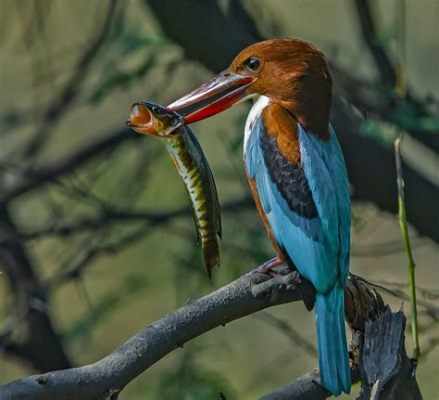  Kingfisher! A Miniature Jewel With Lightning-Fast Reflexes and An Appetite For Aquatic Delights