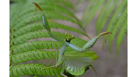  Mantis: A Marvel of Nature's Camouflage Tactics!