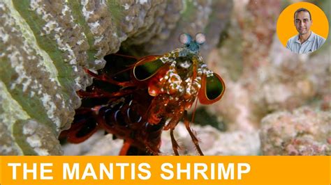  Mantis Shrimp: Unveiling the Tiny Tyrannosaurus Rex of the Reef!