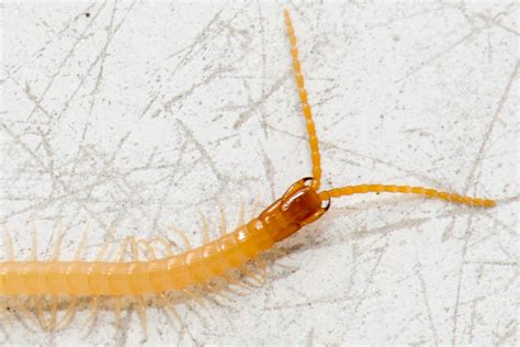  Nincompoop Millipede: Discover a Tiny Terrestrial Treasure With Endless Legs!