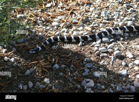  Pitone: Un Serpente Con una Pelle Splendida che Spesso Si Nasconde nei Boschi!