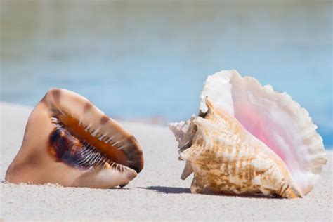  Quella che raccoglie conchiglie e si arrampica sugli alberi: la sorprendente vita della Queen Conch!