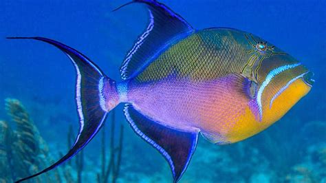  Queen Triggerfish! A Fish Known for its Striking Colors and Unpredictable Temperament