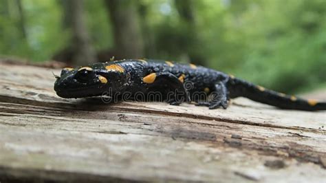  Salamandra: Un piccolo anfibio dal corpo snello che si muove con eleganza tra i prati e le foreste!