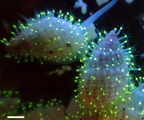  Trachyphyllia: Scopri la colonia di polipi che brilla di una luce fluorescente!