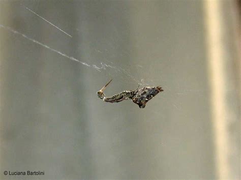  Uloborus: Un ragno che tesse trappole invisibili con i suoi fili di seta!