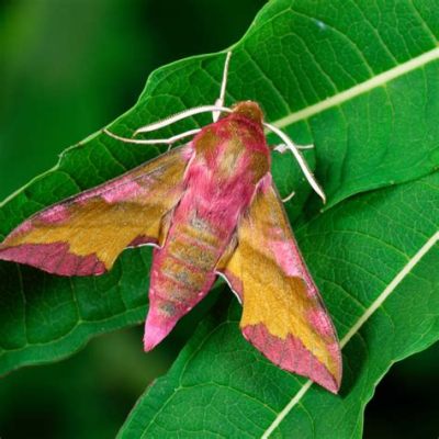 Ultimate Guide: Unveiling the Secrets of the Unassuming Underwing Moth - Master of Camouflage and Nocturnal Navigator!