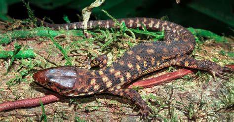  Yellow-Spotted Lizard: Unanimously Beloved by Sunbathers Yet Mysteriously Fearful of Tiny Ants