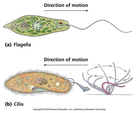   Zaprion Ciliate: An Animal That Thrives Both In Solitude And Complex Communities!