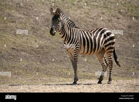  Zebra!  Un'incredibile creatura striata che combina una velocità fulminea con un'innata predisposizione per la vita sociale.